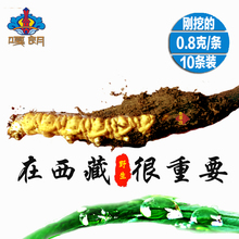 2019年嘎朗西藏那曲新鲜冬虫夏草10条装 现挖鲜虫草0.798克1条头草