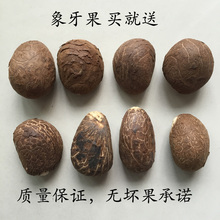 包邮象牙果原果核雕原料大果中果小果练手象牙果扁圆果三通料按斤