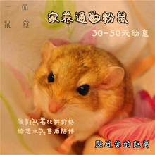 包邮 迷你小宠物肥尾沙鼠粮食用品 通心粉鼠幼崽活体肥尾沙鼠 包活