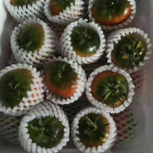包邮 铁皮绿腚油柿子无公害盐碱地草莓番茄柿子5斤丹东东港原产地