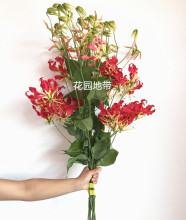直飞日本花市进口彼岸花鲜切花 嘉兰鲜花 曼珠沙华 硬货花卉 速递