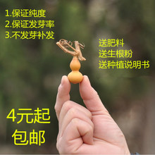 微型手捻小葫芦种子美国葫芦籽阳台观赏大葫芦种子草里金精品 包邮
