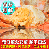 南沙顶津青蟹鲜活海鲜处女蟹奄仔蟹母螃蟹小母蟹包肥包活单价一斤