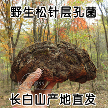 长白山野生灵芝 松木层孔菌 整枝 松黄灵芝 野生松针层孔菌 250克