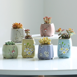多肉植物花盆小清新