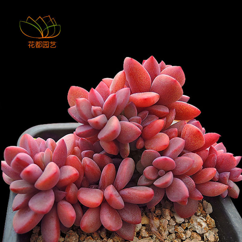 肉植物生石花石生花屁股花TP乒乓福娘桃美人