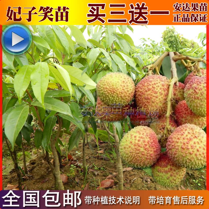 包邮妃子笑番荔枝无核荔枝果树米苗南方种植可