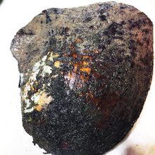 直播间开蚌 195开5送一 活蚌不邮寄 超级}蚌拍 多珠