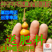 包邮 文玩把玩葫芦种子正宗美国手捻葫芦特大小种子铁包金草里金籽