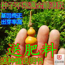 包邮文玩把玩葫芦种子正宗美国手捻葫芦特大小种子铁包金草里金籽