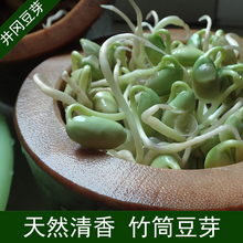 绿色果蔬机 竹子发豆芽 清香健康 天然楠竹发芽机生豆芽机家用