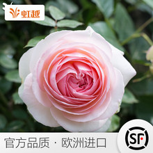 庭院藤本花卉植物 虹越 进口月季龙沙宝石3加仑盆栽3年