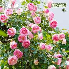 虹越 包邮 庭院开花植物 藤本月季嫁接月季龙沙宝石 红龙等盆栽