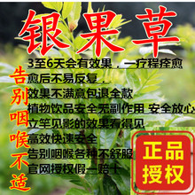 银果草茶官非怡尚甘露网正品 清咽去热火百草清音润喉四季养生送礼