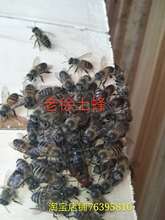 包邮 处王老王 高产优质中蜂蜂王土蜂蜂王生产王新王种王浙江王