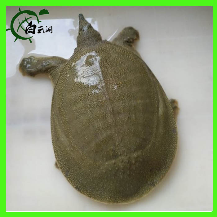 北方小甲鱼苗中华鳖王八水鱼团鱼150克养殖用