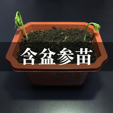 含盆人参苗 2株种苗 野山参种子长白山新鲜种苗活苗盆栽