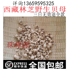 三日无效退全款 西藏野生贝母 藏母 比成都便宜至少50元 50g 川贝