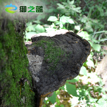 御之蓝 东北长白山野生松针灵芝片整枝松针层孔菌林芝500g买3送1