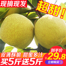 包邮 梨子10斤砀山梨酥梨雪梨青皇冠梨翠冠梨批发当季水果新鲜整箱