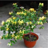 家园爬墙四季金银花苗爬藤攀援植物 金银花苗木爬藤植物