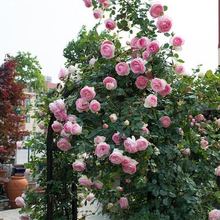 庭院别墅爬藤植物龙沙宝石藤本月季大苗四季开花藤本欧月母系大苗