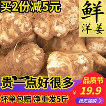 包邮 洋姜新鲜野生鬼子姜不辣农家蔬菜酱菜腌菜泡菜甜阳姜菊芋现挖