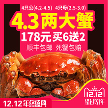 礼盒【4.3两特大蟹】现货 大闸蟹 大螃蟹鲜活 大闸蟹全母公送人