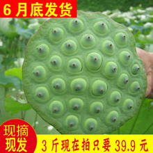 预售中广昌莲子新鲜莲蓬农家莲子米现摘现发野生水果甜嫩3斤N洪湖