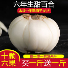新鲜百合兰州鲜百合食用甜百合大异特级纯天然农家甘肃土特产500g