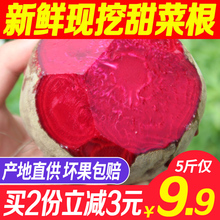 包邮 甜菜根新鲜现挖5斤甜菜头紫菜头红甜菜农家产品蔬菜红根菜头