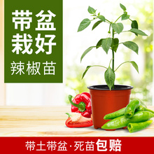 魔豆菜园辣椒苗带土带盆发货辣椒朝天椒圆菜椒杭椒 家庭阳台种菜