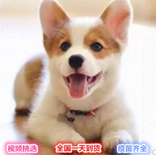 纯种活体柯基幼犬宠物狗狗两色柯基三色柯基小短腿柯基幼犬活体