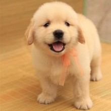 纯种金毛幼犬活体金毛犬导盲犬巡回犬金毛大骨架宠物狗狗活物幼体