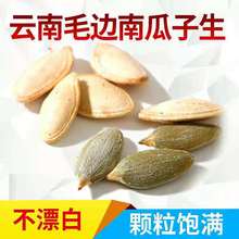农家自种原味小包大颗粒零售籽坚果纸皮云南 南瓜子毛边新货散装