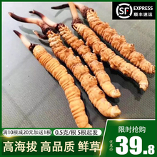 根顺丰 2019年正品 包邮 新鲜现挖西藏虫草0.5g 新货那曲冬虫夏草