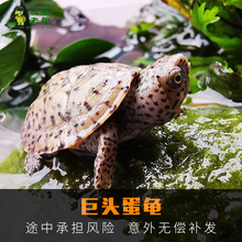 巨头蛋龟宠物龟 巨头苗 乌龟老爹 巨头麝香龟 2019年巨头全品
