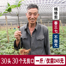 18头20头30头田七非野生500g代打超细粉 老魏云南文山特级三七正品
