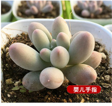 婴儿手指 红蜻蜓奶酪桃蛋贵货多肉阳台盆栽花卉 精品多肉植物