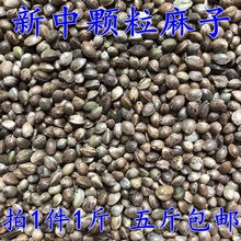 包邮 5斤 麻子麻籽鸟粮火麻仁中颗粒鹦鹉鸟食饲料仓鼠粮鸽子粮食