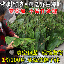 真空包装 箬叶非麻叶100片送棉线 棕叶 干粽叶 野生现摘新鲜粽子叶