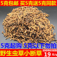 买5送5克 非西藏那曲青海玉树冬虫夏草 包邮 断草 正宗虫草小断草