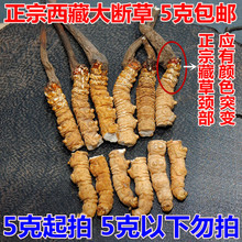 大断草 包邮 非青海玉树虫草 正宗自然西藏那曲冬虫夏草