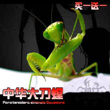 爬宠爬虫宠物活体螳螂另有卵夹 现货中华大刀螳螂活体幼体个性 包邮