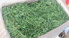 傻傻龙猫 苜蓿草 细杆叶多 毛重1kg 兔粮龙猫饲料豚鼠干牧草