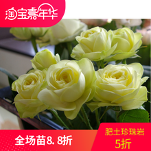 灌木庭院阳台绿植好养可盆栽花卉 奶油龙沙 包对版新品 中华月季园