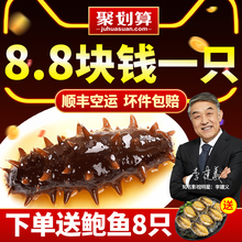 海渗礼盒非干货单个装 康悦堂即食海参大连野生辽刺参500g鲜活特价
