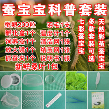 春蚕夏蚕种蚕籽蚕卵蚕蛋蚕子蚕宝宝新鲜桑叶饲料学生养蚕科普套装