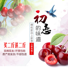 买二送二 包邮 非山东烟台白鹿原大樱桃新鲜水果4斤 当季车厘子