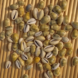 天然小海螺宝螺手工课DIY材料水族鱼缸造景地台墙贴橱窗装饰